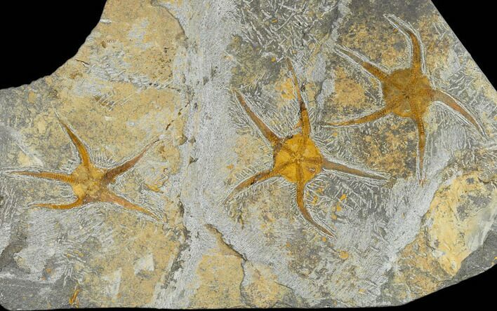 Three Ordovician Brittle Stars (Ophiura) - Morocco #118178